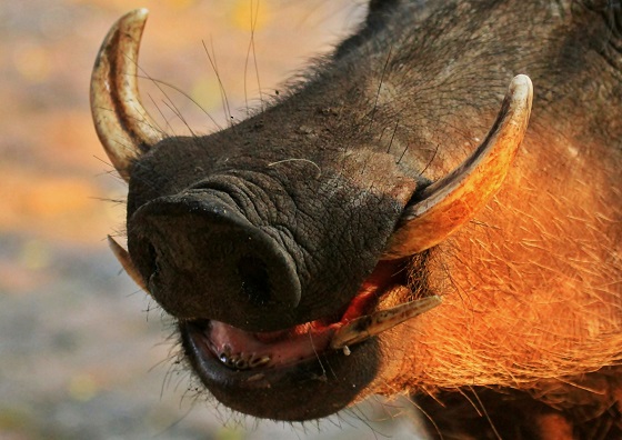 Sias van Schalkwyk, African Warthog - (Not a Bush-pig) various close ups of head , Tusks & Eye