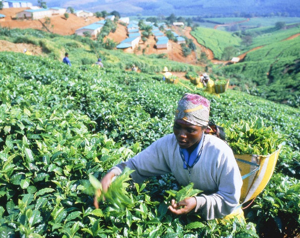 Harvest woman working on a tea plantation in South Africa