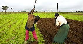 farmers working in the field