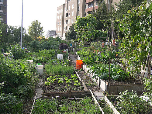 Photo: SustainNews / Seattle Community Garden SustainNews