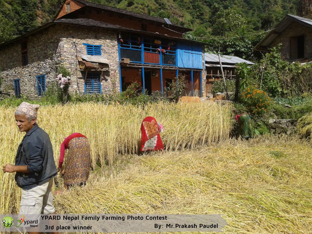 Harvesting_Rice_in_Nepal