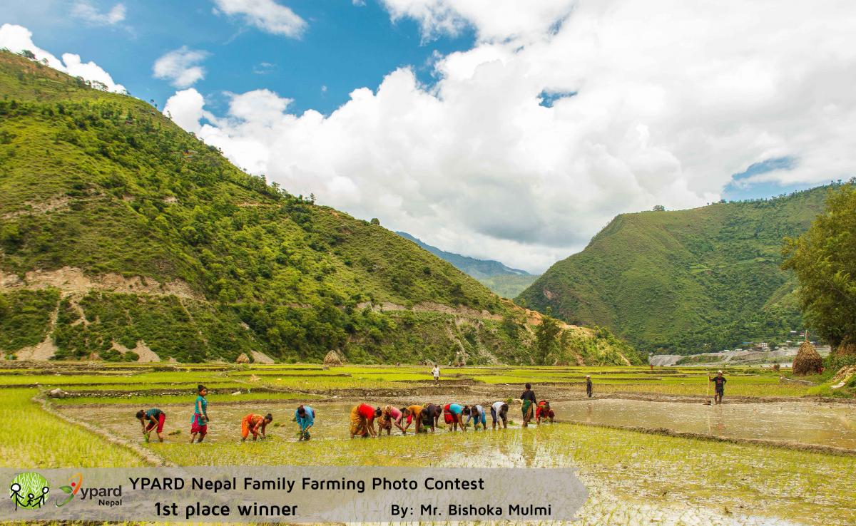 Transplanting_Rice_in_Nepal