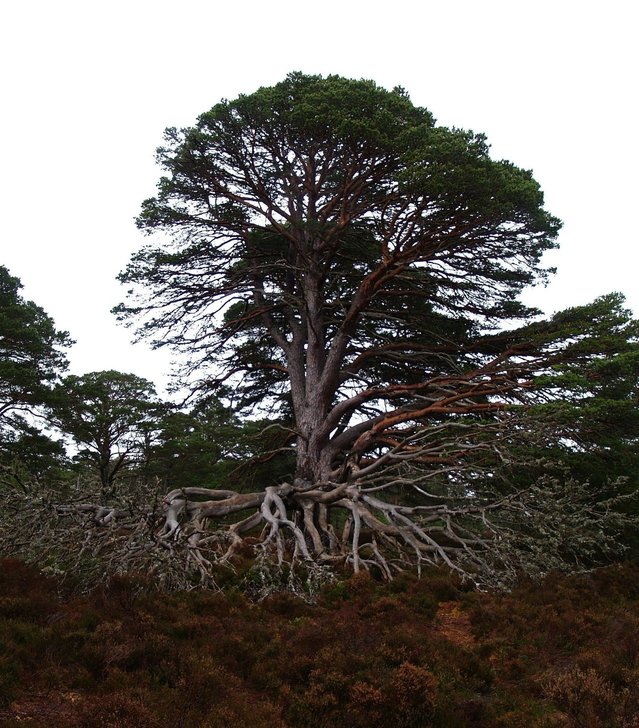 Tree - roots to leaves...