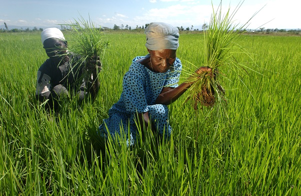 CIAT and Shamba Shape Up Twitter Chat