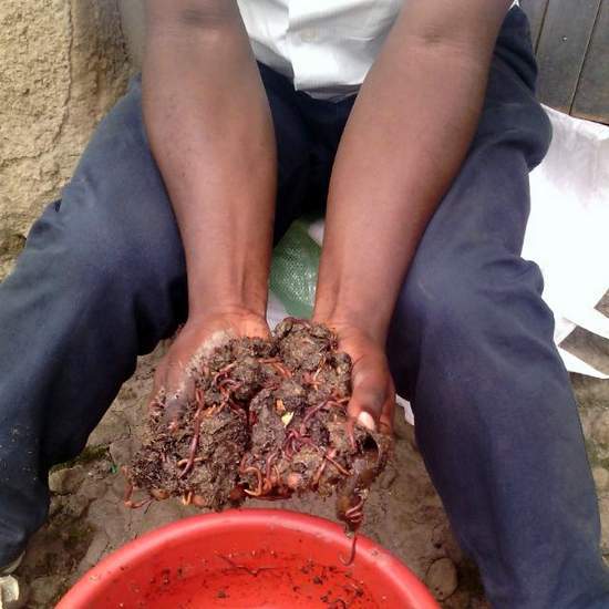 Vermicompost: a natural fertilizer