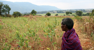 In the Gulu, Kitgum, Nwoya and Adjumani districts of Northern Uganda the average age of farmers is 45. Credit: Stephanie Malyon / CIAT 